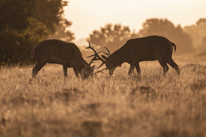 Wildlife Photography Workshop in Richmond Park in London - Inclusions and Pricing