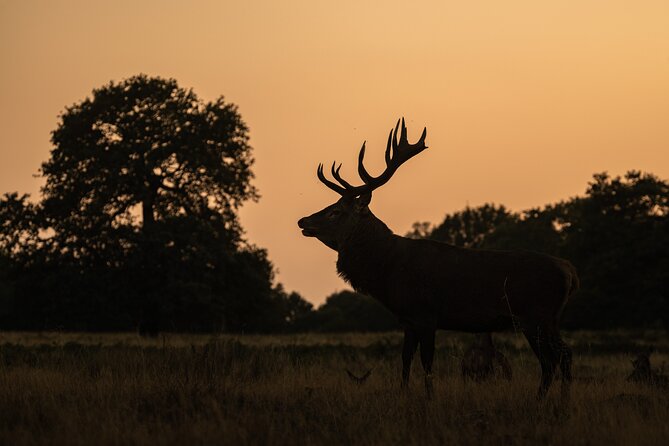Wildlife Photography Workshop in Richmond Park in London - Photography Tuition