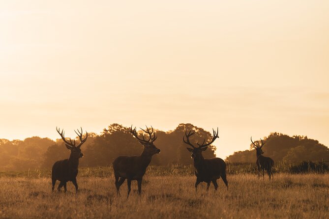 Wildlife Photography Workshop in Richmond Park in London - Group Size and Participation