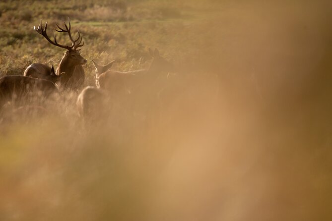 Wildlife Photography Workshop in Richmond Park in London - Cancellation and Guarantee