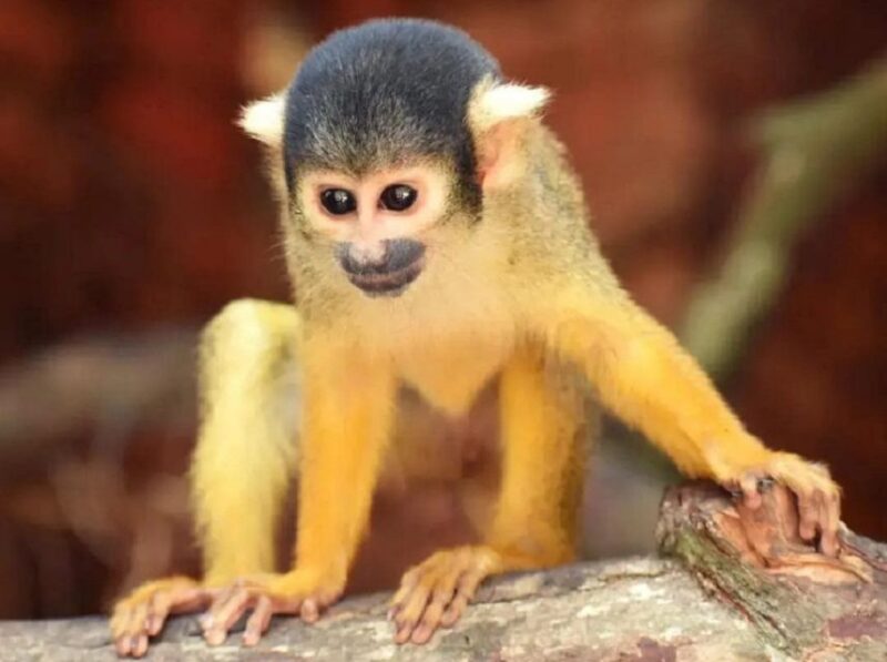 Wildlife Rescue Center and Preservation Park - Experience Highlights