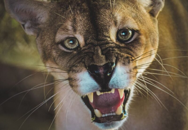 Wildlife Rescue Center and Preservation Park - Detailed Itinerary