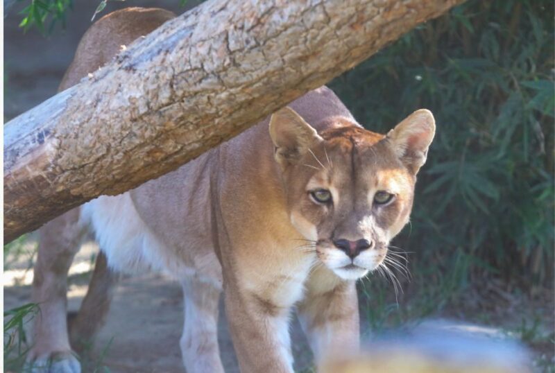 Wildlife Rescue Center and Preservation Park - Customer Feedback
