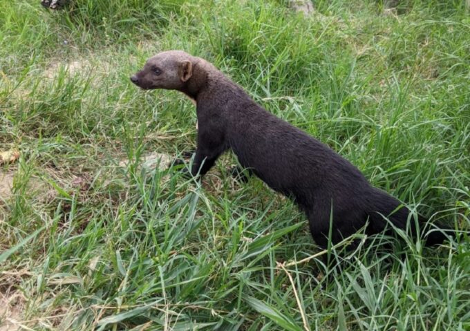 Wildlife Rescue Center and Preservation Park - Wildlife Sanctuary Tour