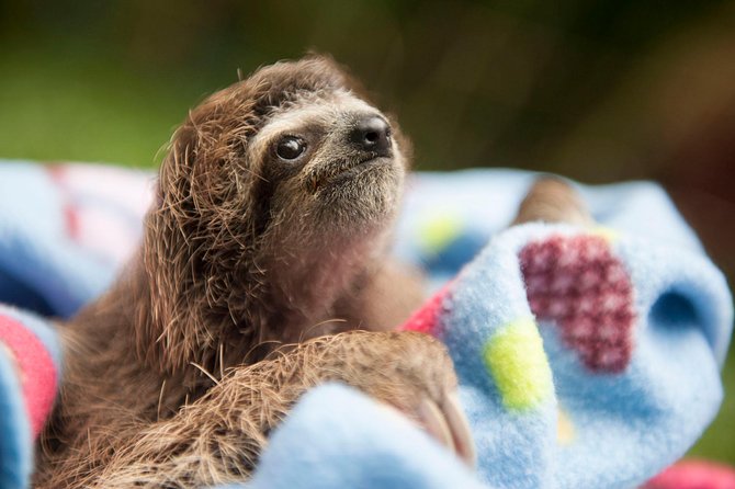 Wildlife Rescue Center and Punta Uva Beach & Jungle Hike - Key Points