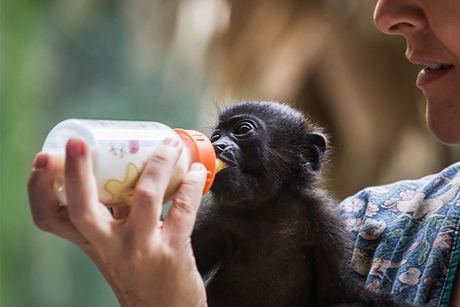 Wildlife Rescue Center and Punta Uva Beach & Jungle Hike - Reviews and Ratings