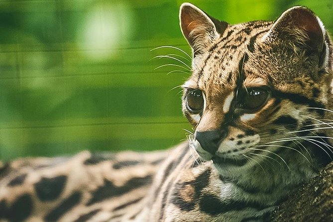 Wildlife Rescue Center Tour in Costa Rica - Small-Group Experience