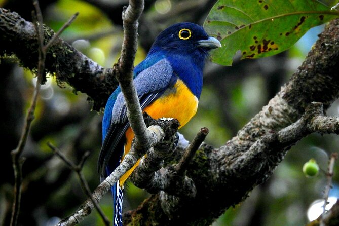 Wildlife Safari Boat Tenorio, Excellent Bird Watching Tour - Booking Details