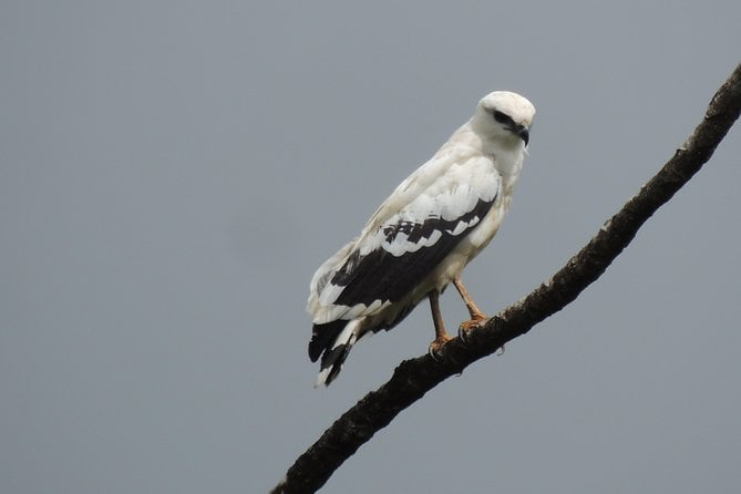 Wildlife Safari Boat Tenorio, Excellent Bird Watching Tour - Getting There