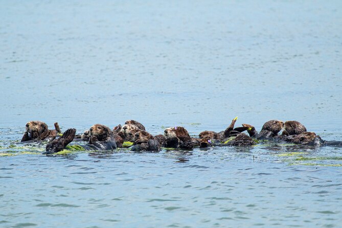 Wildlife Safari Boat Tour in Scenic Monterey Bay Wetland - Inclusions and Accessibility