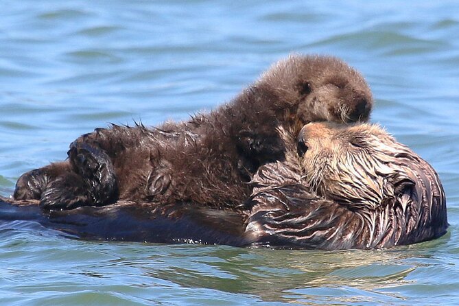 Wildlife Safari Boat Tour in Scenic Monterey Bay Wetland - What to Expect