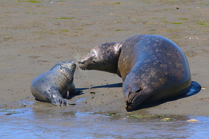 Wildlife Safari Boat Tour in Scenic Monterey Bay Wetland - Cancellation and Reservation Policies