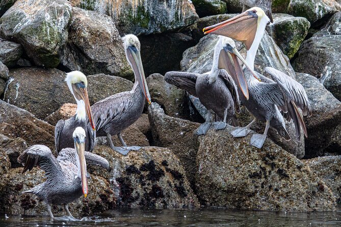 Wildlife Safari Boat Tour in Scenic Monterey Bay Wetland - Positive Traveler Experiences