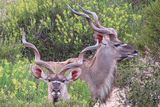 Wildlife Safari, Olive, Beer and Wine Tasting Day Tour From Cape Town - Cancellation Policy