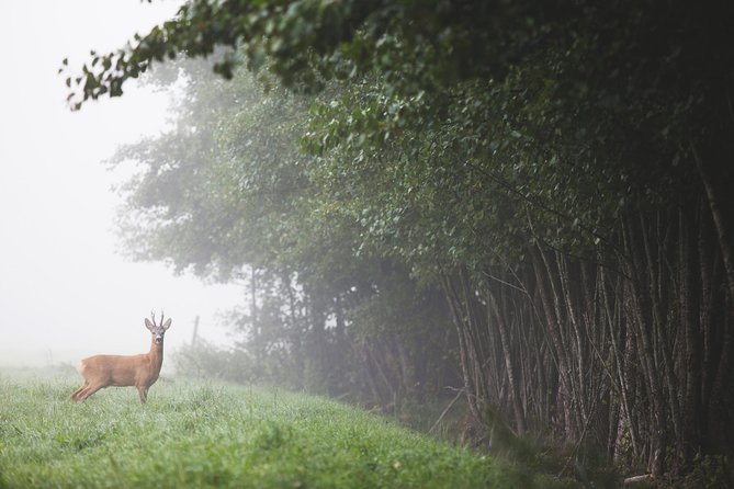 Wildlife Safari Small-Group in Stockholm - Cancellation and Refund Policy