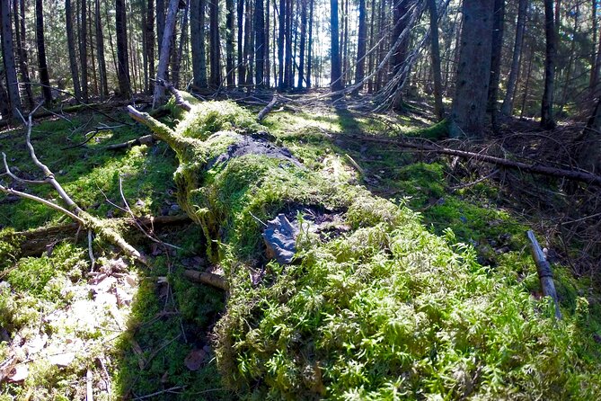 Wildlife Safari Small-Group in Stockholm - Hiking Through Ancient Forests