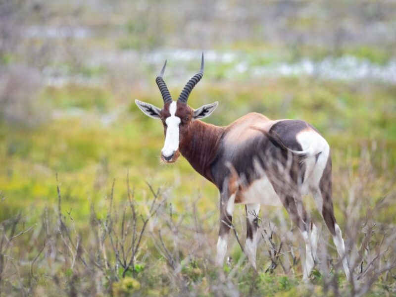 Wildlife Safari - Key Points