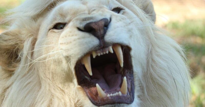 Wildlife Safari - Duration and Pickup