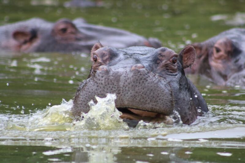 Wildlife Safari - Activities and Highlights