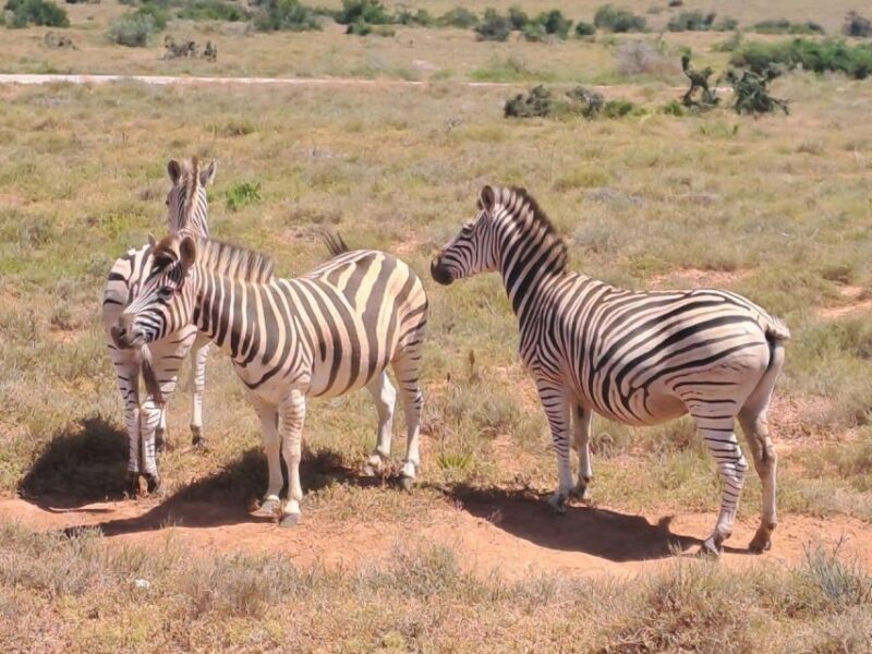 Wildlife Safari - Inclusions