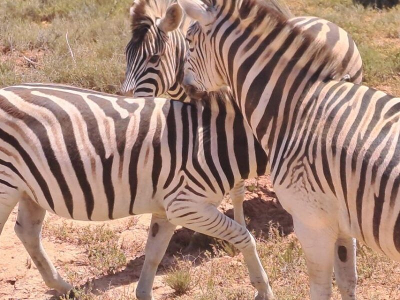 Wildlife Safari - Booking and Cancellation