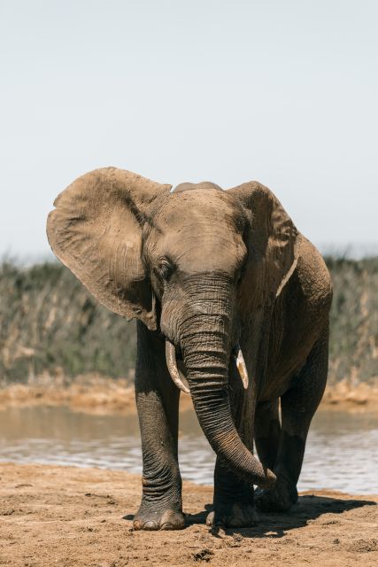 Wildlife Safari - Luxury Transportation