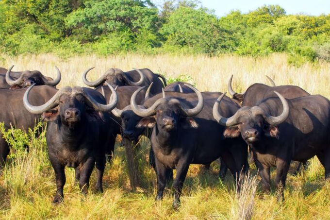 Wildlife Safari - Frequently Asked Questions