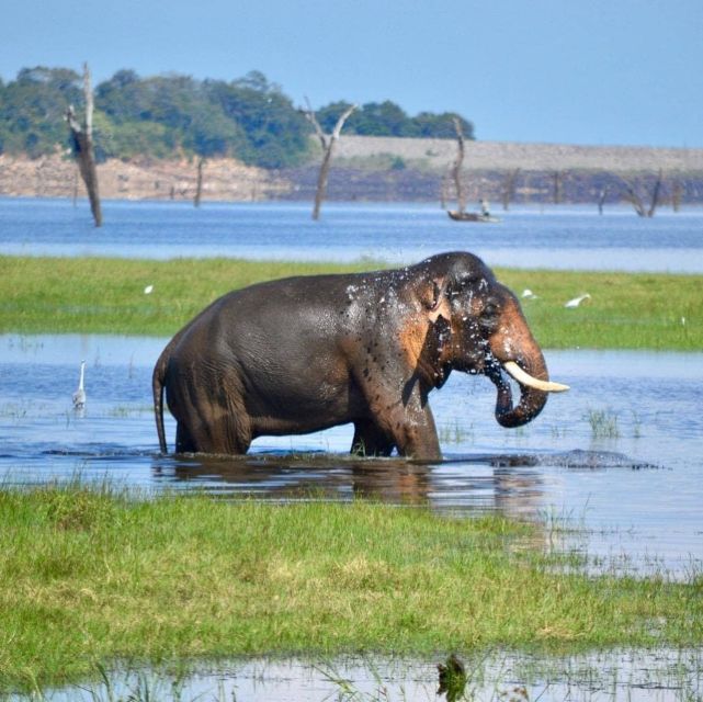 Wildlife Safari to Kaudulla National Park - Key Points