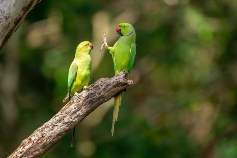 Wildlife Safari to Kaudulla National Park - Immersive Safari Experience