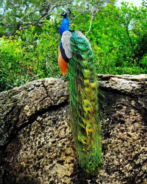Wildlife Safari to Kaudulla National Park - Capturing the Moment