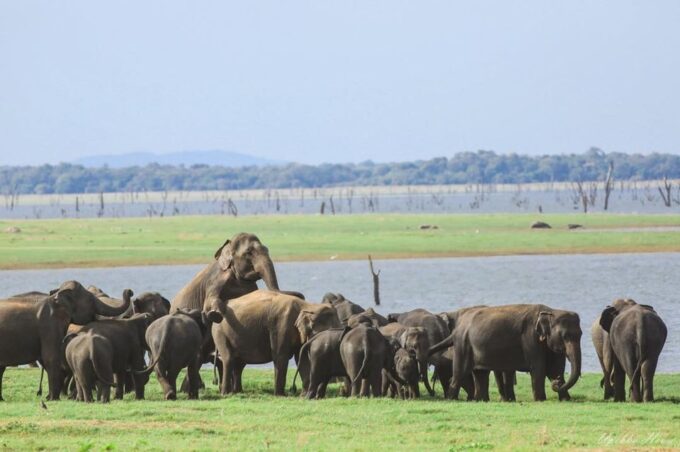 Wildlife Safari to Kaudulla National Park - Tranquil Surroundings and Meals