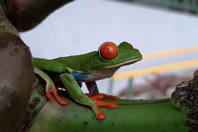 Wildlife Safari Tour - Itinerary Highlights