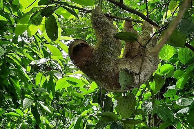 Wildlife Safari Tour - Liberia City Stop