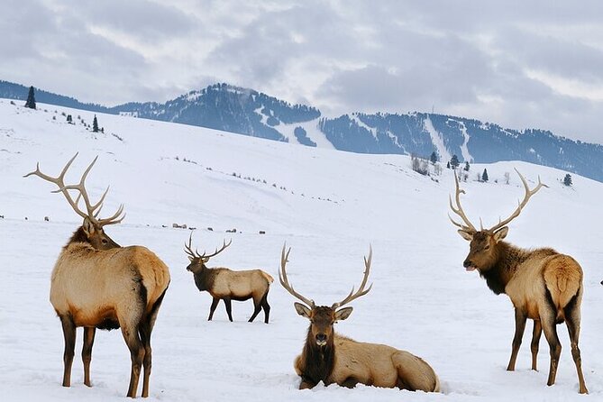 Wildlife Safari With Snowshoe & Winter Camp Dinner Experience - Accessibility and Participation