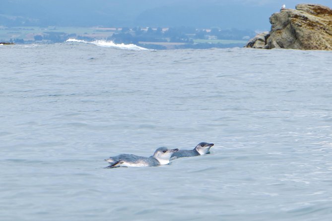 Wildlife Sea Kayaking Tour - Kaikoura - Customer Reviews and Experiences