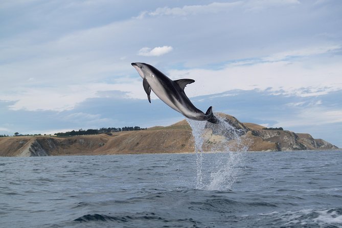 Wildlife Sea Kayaking Tour - Kaikoura - Exploring the Coastline by Kayak