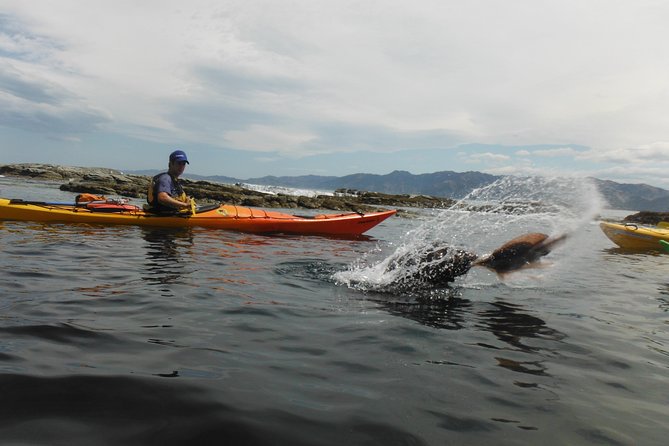 Wildlife Sea Kayaking Tour - Kaikoura - Memorable Adventure for Nature Lovers