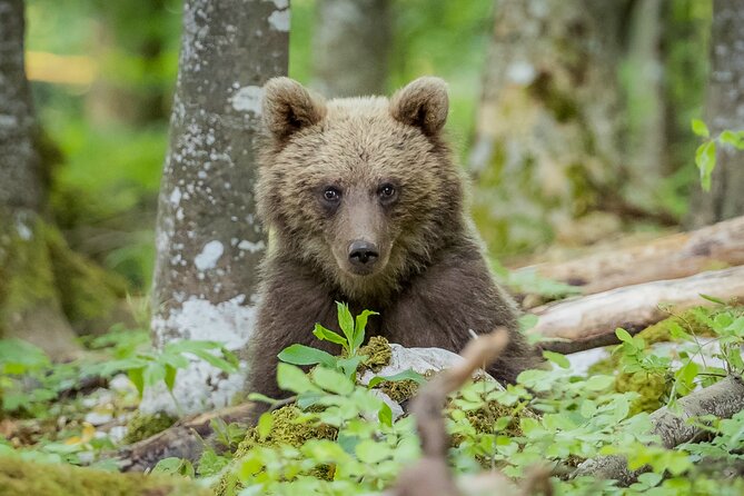 Wildlife Slovenia - Guided Bear & Bird Photography Tour - Key Points