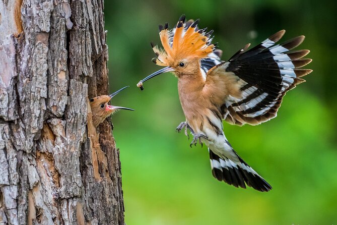 Wildlife Slovenia - Guided Bear & Bird Photography Tour - Cancellation Policy