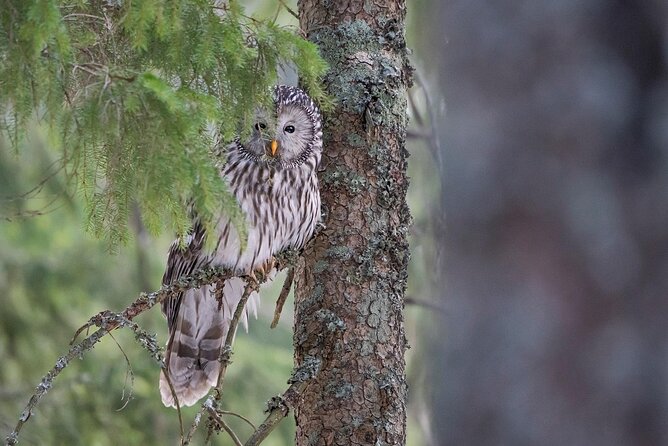 Wildlife Slovenia - Guided Bear & Bird Photography Tour - Photography Tips