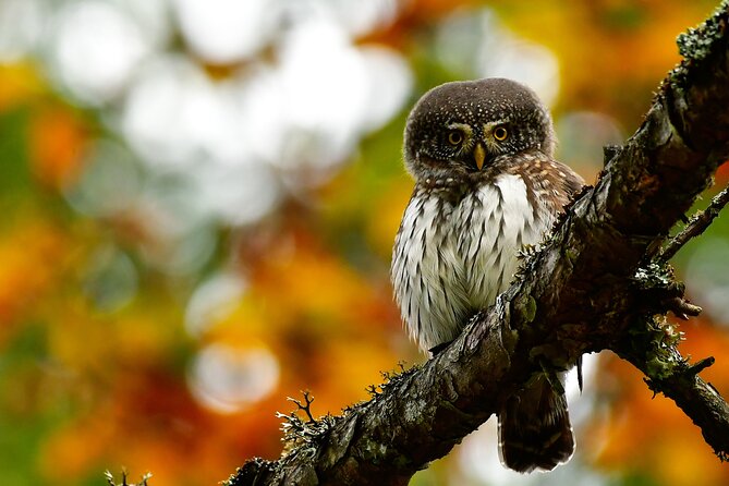 Wildlife Slovenia - Guided Bear & Bird Photography Tour - Booking Information