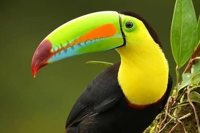 Wildlife Tour in Curicancha - Tour Details and Inclusions