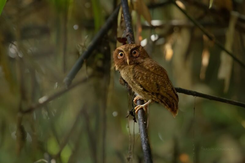 Wildlife Tour - Key Points