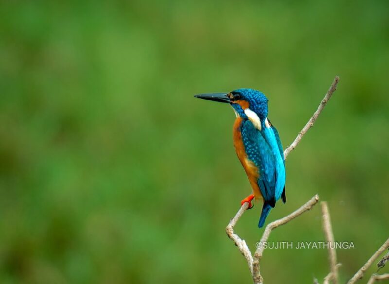 Wildlife Tour - Pricing Details