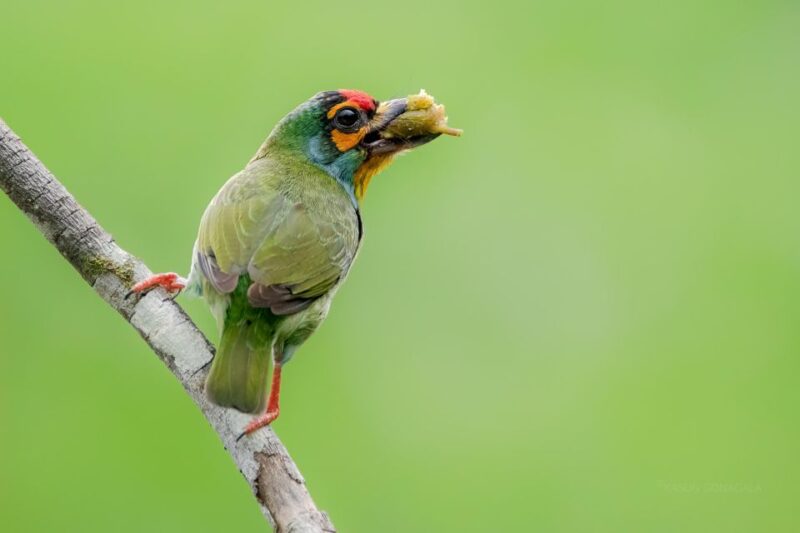 Wildlife Tour - Highlights and Activities