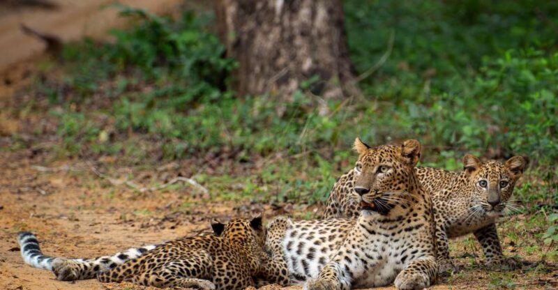 Wildlife Tour - Inclusions and Exclusions