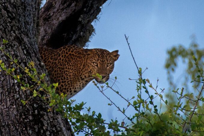 Wildlife Tour - Experiences in Sinharaja