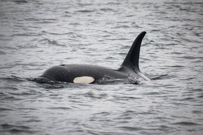 Wildlife Viewing and Whale Watching Quest - Accessibility and Transportation