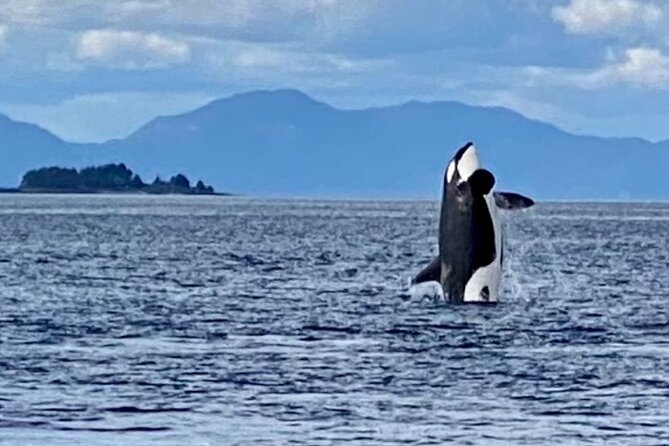 Wildlife Viewing and Whale Watching Quest - Tour Duration and Schedule