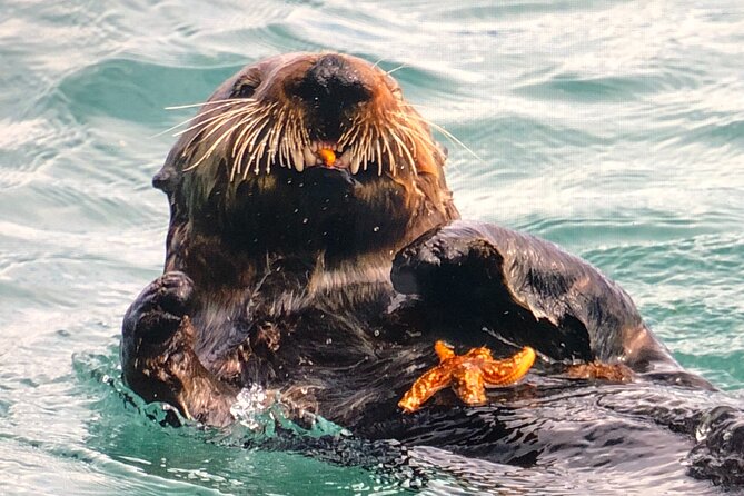 Wildlife Walking Half-Day Private Guided Tour in Whittier - Inclusions and What to Expect